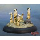 Meerkat Familiars
