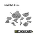 Animal Skulls & Bones