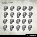 Human Skulls