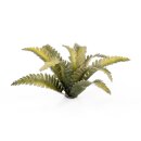 Laser Plants - Deer Fern