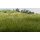 Statisches Gras - Flock- MEdium Green (12 mm)