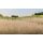 Woodland Scenics Statisches Grass Stroh (7 mm)