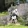Victrix VXM005 Teutonic Knights (Ordensstaat)