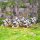 Victrix VXM005 Teutonic Knights (Ordensstaat)