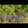 Classic Fantasy Battles: Orc Horde (10 mm)