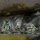 Fallout: Wasteland Warfare - Cryptids - Wendigo Pack