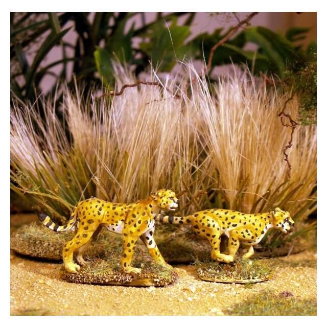 Cheetahs (2)